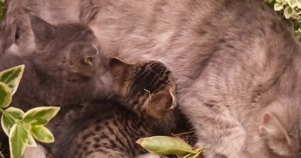 Küçük Yavrularını Süt Filmiyle Besleyen Gri Kedi Memelilerin Konseptinde Gençlere — Stok video
