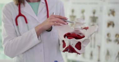 İş üniformalı doktor, insan leğen kemiğinin iskelet modelini klinik öncülüğünde gösteriyor. Kadın uzmanlar insan vücudu kemiklerinin yapısını açıklar.