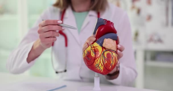 Kvinnelig Lege Arbeidsklær Undersøker Kunstig Modell Menneskelig Hjertepekepenn Detaljert Struktur – stockvideo