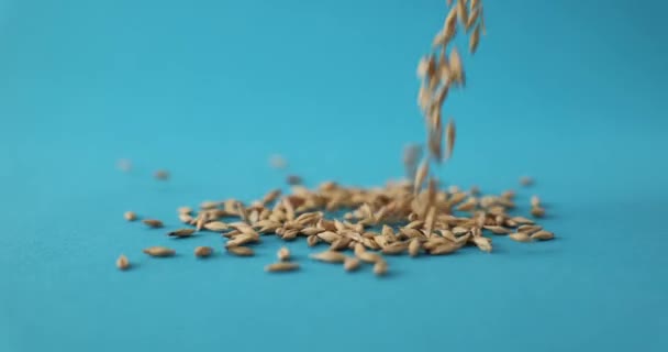 Σπόροι Σιταριού Χύνεται Σωρό Μπλε Φόντο Στο Στούντιο Διαφήμιση Τροφίμων — Αρχείο Βίντεο