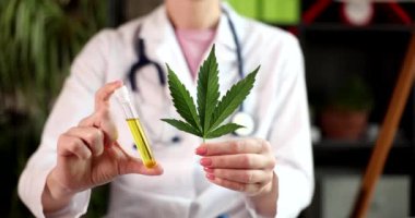 Doktor kenevir yaprağı ve kenevir yağlı test tüpü gösteriyor. Kadın araştırmacılar, tıbbi amaçlar için marihuanadan psikoaktif maddeler kullanıyor.