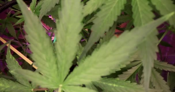 Cannabis Pousse Dans Salle Laboratoire Éclairée Par Lumière Pourpre Néon — Video