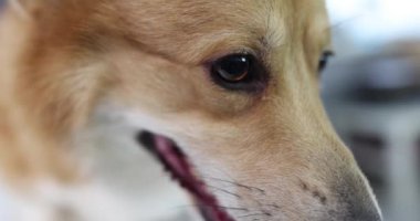 Kahverengi gözlü Corgi Dog 4k filmi ağır çekimde. Hayvan bakımı konsepti