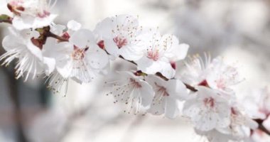 Kiraz çiçekleri yakınlaşıyor ve ilkbahar kiraz ağacında çiçek açıyor. İlkbaharda doğa