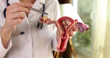 Jinekolog kalemle rahmin ve yumurtalıkların anatomik modelini gösteriyor. Doktor, dişi üreme organlarının yapısını gösteriyor.