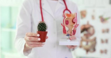 Doktor klinikte dekoratif kaktüs ve dişi üreme organlarının modelini gösteriyor. Alt rektumdaki damar yapıları