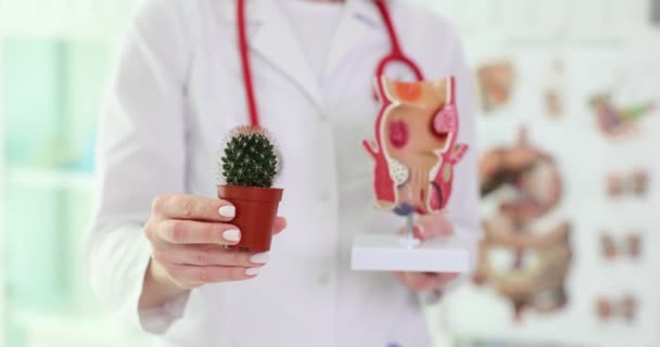 Doktor Ukazuje Model Dekorativního Kaktusu Ženských Reprodukčních Orgánů Klinice Cévní — Stock video