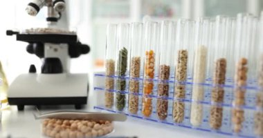 Laboratuvardaki masada cam test tüplerindeki farklı tahıllar. Tarım endüstrisi gelişimi için bitki tohumları üzerinde çalışmak. Gıda üretimi
