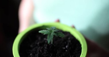 İlk büyüme safhasında tıbbi marihuana bitkisi ve CBD genetiği. Esrar fideleri ve marihuana tohumu filizlenmesi