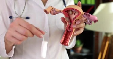 Jinekolog, kadın üreme sistemi ve hijyenik tampon modelini gösteriyor. Adet kanaması ve tampon kullanımı