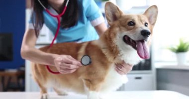 Doctor veterinarian conducting auscultation of corgi dog 4k movie slow motion. Veterinary care for pets concept