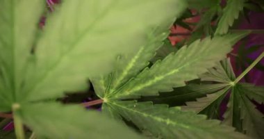 Özel laboratuarda psikoaktif ilaçlar üretmek için yetiştirilen yeşil marihuana yaprakları. İlaç üretmek için psikoaktif yeşil bitki çalılığı