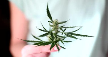 Stüdyoda yeşil yapraklı esrar filizleri tutan bir kadın. Hastalık belirtileri için tıbbi marihuana tüketimi. Yasal Narkotik