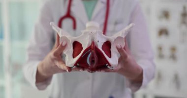 Tıp üniformalı doktor modelinde üreme organları olan sağlıklı bir kadın leğen kemiği gösteriyor. Steteskoplu bir kadın ağır çekimde vücut parçasının modelini tutuyor.