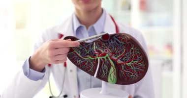 Laboratuvar önlüklü doktor, insan karaciğerinin detaylı yapay modelini inceledi. Uzman, yavaş çekimde organın yapısını gösteriyor