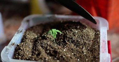 Bilim adamı, kürek kemiği kullanarak kenevir filizli plastik konteynıra verimli toprak atıyor. Laboratuvarda yavaş çekimde marihuana bitkisi yetişiyor.