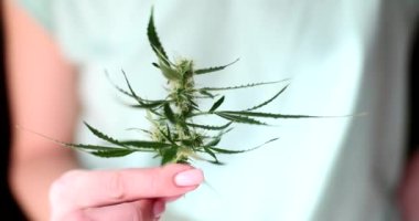 Düzgün manikürlü bir kadın elinde sallanan uzun yeşil yapraklarla marihuana dalı tutar. Kadın kameraya taze kenevir bitkisi gösteriyor.