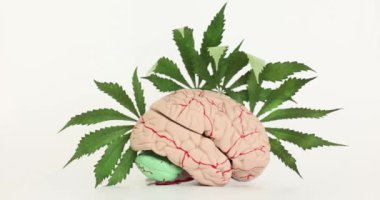 Beyaz arka planda kenevir yapraklarıyla çevrili insan beyninin yapay modeli. Marihuana ilaçlarının sağlık ve zihinsel becerilere etkisi