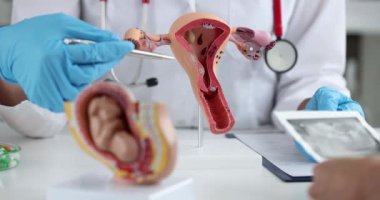 Jinekolog, klinikteki kadına rahmin ve bebeğin maketini gösteriyor. Tüp bebek ve hamilelik planı