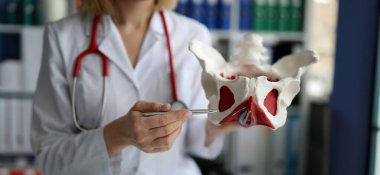 Close-up of doctor gynecologist showing model of female pelvic organs with muscles. Womens health, pregnancy planning and pathology