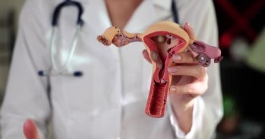 Üniformalı jinekolog elinde yumurtalıklarla rahmin modelini tutuyor. Kadın, kadının üreme organlarının yavaş hareket ettiğini gösteren baş parmağını kaldırıyor.