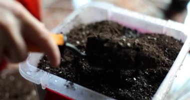 Adam kürek kemiği kullanarak siyah toprağı marihuana filizi ile kabın içine atıyor. Evde, plastik kutuda yavaş çekimde psikoaktif yeşil bitki yetiştirme süreci
