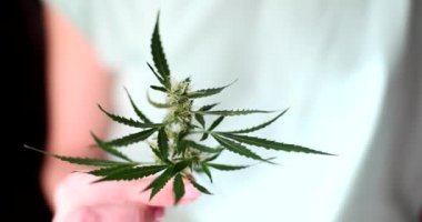 Uzun yeşil yapraklı marihuana dalı tutan bir kadın eli. Ağır çekimde psikoaktif ilaçlar için kullanılan taze esrar bitkisi