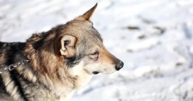 Tasmalı gri köpek, kış günü ağır çekimde sahibine bakıyor. Karlı bahçede evcil hayvan arkadaşı. Kendini adamış melez insan evini koruyor.
