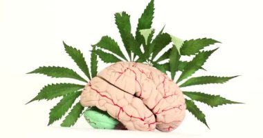 Sinirli insan beyni ve beyaz arka planda yemyeşil marihuana yaprakları. Esrar bitkisinin organlara ve insan zihnine etkisi