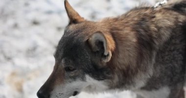 Köpek karlı zeminde duruyor ve huzurlu kış gününün tadını çıkarıyor. Hayvanlar kış manzaralarını inceler ve ormanın yavaş çekim seslerini dinler.