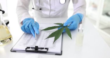 Doktor bitki özellikleriyle masadaki verileri karşılaştırıyor. Doktor marihuana yaprağını inceliyor bitkilerin sağlığındaki değişikliklere dikkat çekiyor