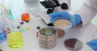 Kadın laboratuvar çalışanı, petri kabında tohumlar üzerinde deney yapmaya hazırlanıyor. Kadın bilim adamı, zor bir prosedür için malzeme ve ekipmanı hazırladı