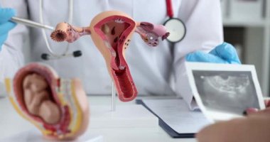 Jinekoloğun klinikteki kadın üreme sisteminin gösteri modeli. Jinekolog konsepti ve hamilelik planı