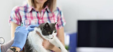 Veteriner, şırıngalı, yakın plan, bulanık bir kedi aşısı yapıyor. Veteriner kliniğinde evcil hayvan sahibi.