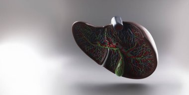 Karaciğerin gri arkaplanlı bir bölümündeki plastik 3D modeli, yakın plan. Tıp eğitimi. İnsan yağlı karaciğer hastalığı