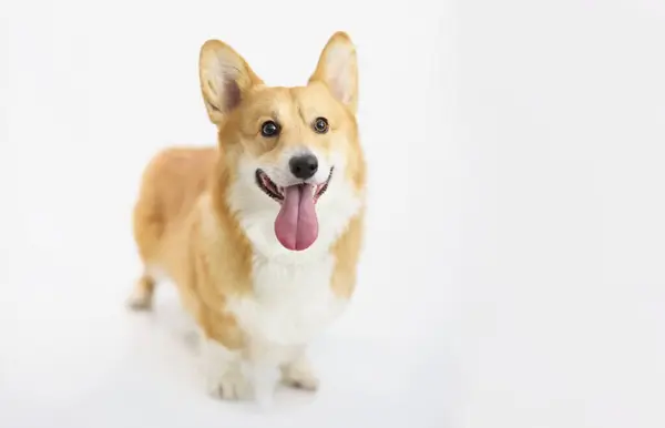 stock image Red-haired thoroughbred short corgi dog on a white background, a cheerful puppy. Pembroke shows tongue