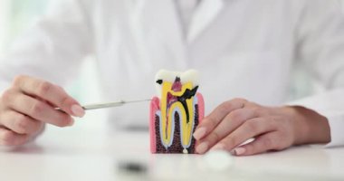 Aletli dişçi, yapay diş modelini kullanarak hastalıkları açıklıyor. Yetenekli sıhhiyeci öğrencilere tedavi seçenekleri hakkında net açıklama sunuyor