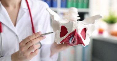 Doktor leğen kemiğinin modelini tutuyor. Kronik pelvik ağrı kavramının etkili tedavisi