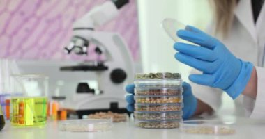 Laboratuvar çalışanı, Petri kabındaki tohumları iş yerindeki kapakla inceliyor. Eldivenli teknisyen araştırma için örnekler hazırlıyor.