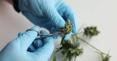 Teknisyen kenevir bitkisinden tohum çıkarmak için makas kullanıyor. Laboratuvar çalışanı, bitki özelliklerinin bütünlüğünü korumak için hayati önem taşıyan detaylara dikkat ediyor.