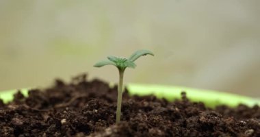 İlk büyüme safhasında tıbbi marihuana bitkisi ve CBD genetiği. Evde esrar yetiştirmek