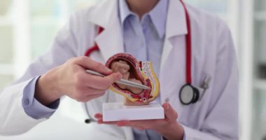 Jinekolog rahimde insan organının anatomik modelini gösteriyor. Hamileliğe hazırlanılıyor