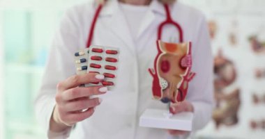 Doktor proktolog rektumun anatomik modelini ve haplarını tutuyor. Kronik hemoroid semptomlara ve tedaviye neden olur.