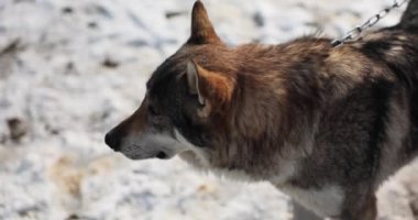 Kışın zincirlenmiş vahşi kurt ya da köpek. Evleri korumak ve kurtları evcilleştirmek.