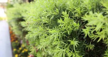 Leaves of green marijuana growing for making psychoactive drugs in laboratory garden. Bush of psychoactive green plant for producing medicine