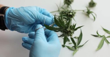 Eldivendeki teknisyenler iş yerindeki kenevir bitkilerini buduyor. Bilim adamı modern laboratuarda CBD yağı çıkartmak için taze bitki hazırlıyor.