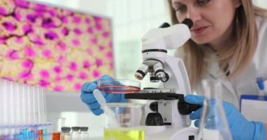 Sarışın bilim adamı Petri kabını mikroskop altına koyuyor iş yerinde lensleri ayarlıyor. Kadın laboratuvar çalışanı modern aygıt kullanarak araştırma yapıyor.