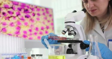 Kadın bilim adamı Petri kabını mikroskop altına alıp laboratuvarda araştırma yapmaya hazırlanıyor. Teknisyen örnek üzerinde derin araştırmalar yapıyor.