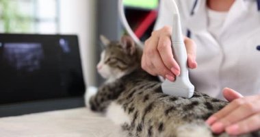 Gri kedi veteriner kliniğinde ultrason taramasından geçer. Tıbbi veterinerlik hizmetleri