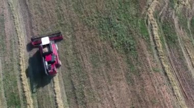 Bir zirai alanda 4K filminde hasatçıyla birlikte hasat yapmak. Tarım sektörü kavramı